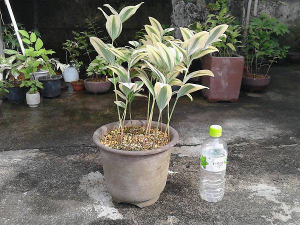 ☆山野草 盆栽 斑入り カヤバニシキ 美品☆ 鉢植え 花、園芸 【公式通販】