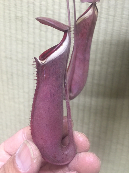 Green”r”・食虫植物・ネペンテス『アルボマルギナタ』