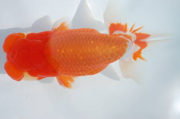 らんちゅうだいく金魚伝承記載魚・雄2歳目測約14cm、