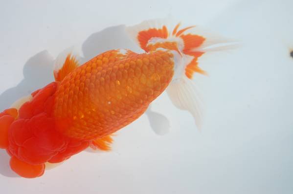 らんちゅうだいく金魚伝承記載魚・雄2歳目測約14cm、