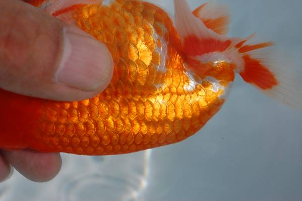 らんちゅうだいく金魚伝承記載魚・雄2歳目測約14cm、