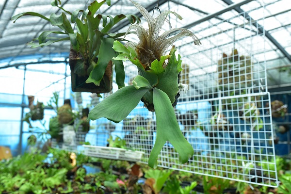 P.willinckii① @bikamori.com ウィリンキー ウィリンキー ボゴール
