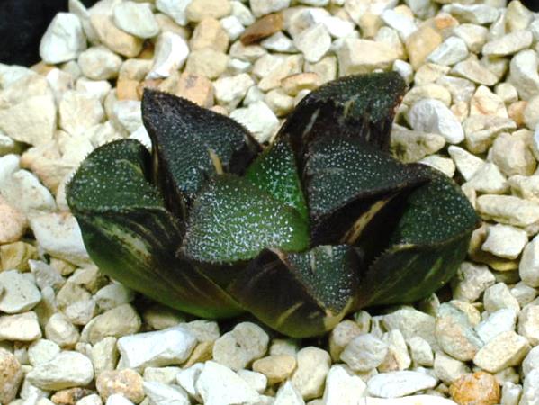 30a 多肉植物 ハオルチア 常玉コレクタ錦 自家繁殖 鉢植え発送