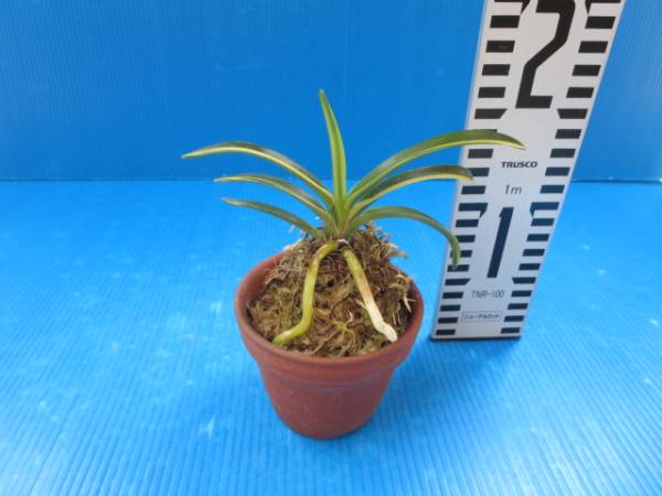 で*ん様 山野草・ホザキラン(希少種！ホザキラン) ⁄ 山野草の石田精華園 ヘゴ着け富貴蘭朝日殿》フウラン:斑入り山野草