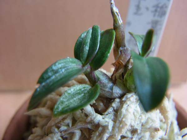 富貴蘭「セッコク　高知稲叢山産紫強羅紗極チャボ　鳳玉」逸品