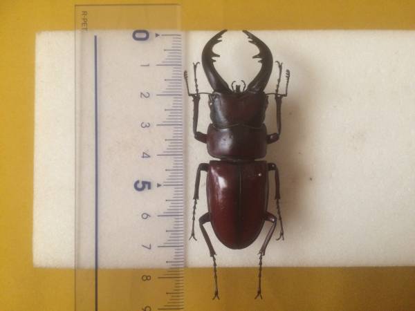 オキナワノコギリ トクノシマノコギリ 野外標本 トカラノコギリ トカラノコギリクワガタ | メルカリ FwooD昆虫標本専門