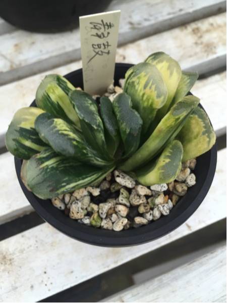 ■ハオルチア 静鼓錦 一点のみ 多肉植物