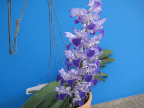 洋蘭 原種 リンコスティリス Rhy. coelestis　花芽付