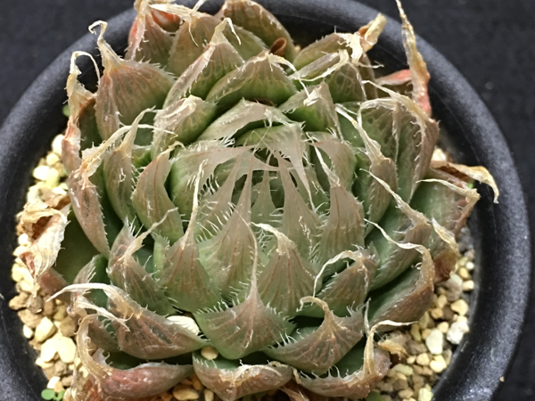 多肉植物 ハオルチア “ロックウッディ×ベヌスタ” ハオルシア 多肉植物 ハオルチア “ロックウッディ×ベヌスタ” ハオルシア