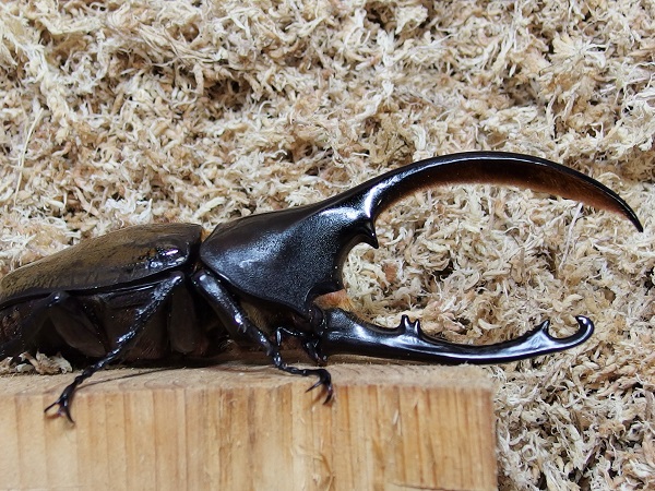 ヘラクレス　オキシデンタリス　WF1　♂134.5mm ♀69mmペア