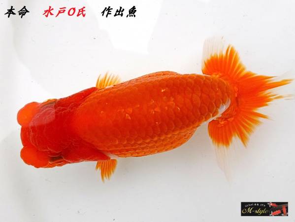 ◆本命・日本一フンタン系統・当歳・特選種魚◆12cm◆k-13◆