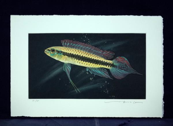 □[sale]猪飼正　魚　銅版画　シート2
