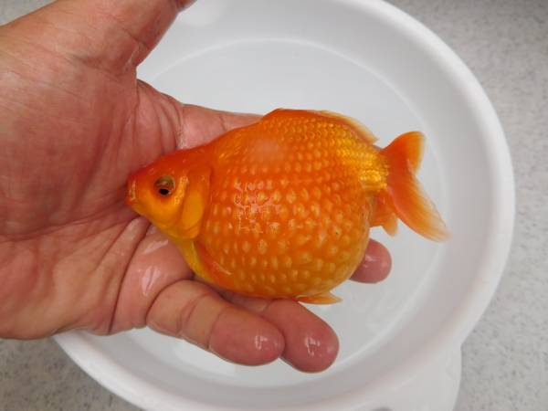 特大ピンポンパール① 魚類、水生生物 金魚 【公式通販】