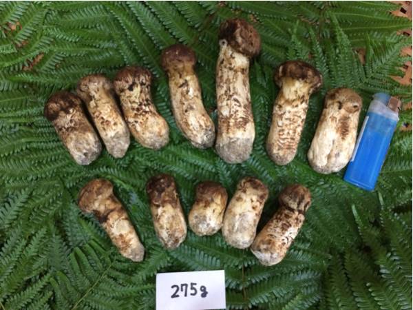 広島県産 松茸 10/27採れたて 広島産松茸555g 10月27