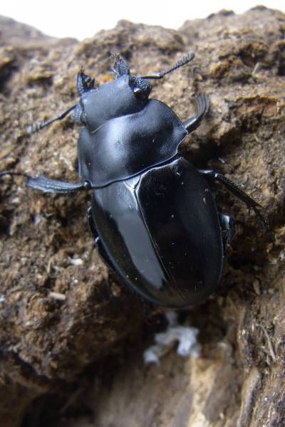 ≪≪天然！　レア種　カメラツヤクワガタ　ケソン　♀単品≫≫