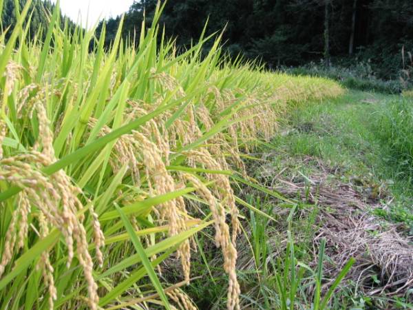 これぞ！秋田産 平成２８年 新米　ゆめおばこ 中玄米　３０Kg