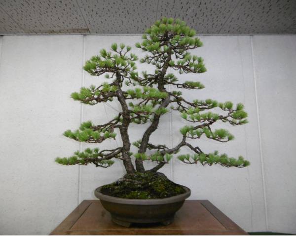 五葉松】、古木、株立ち、三幹、樹高77cm。
