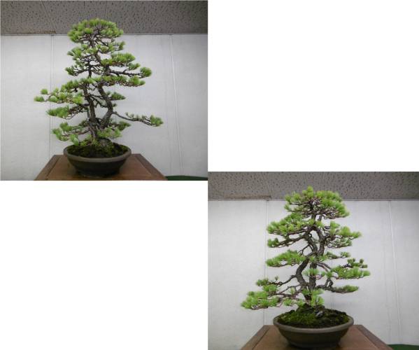 五葉松】、古木、株立ち、三幹、樹高77cm。