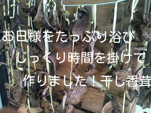 天然今年度岩手産 香茸 ☆干し香茸100g 炊き込みご飯最高です 食品