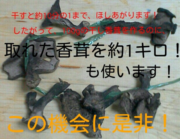 天然今年度岩手産 香茸 ☆干し香茸100g 炊き込みご飯最高です 食品