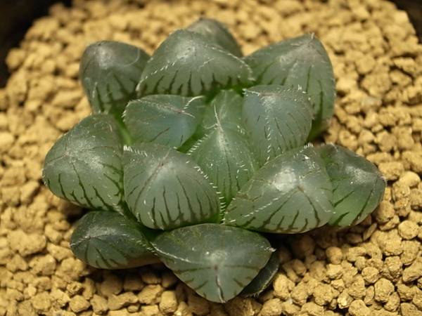 v(^0^)v ハオルチア “秋おもい”大型 大粒