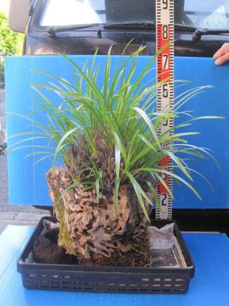 ★山野草　着生蘭★超珍品　ヘツカラン特大（最高品）