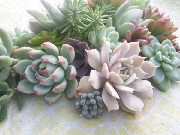 多肉カット苗＊チワワリンゼ、ブルービーン等２２品種２９本②