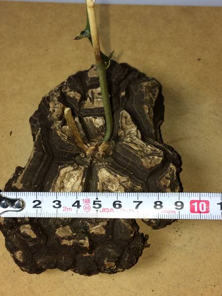 塊根植物】メキシコ亀甲竜2 【公式通販】
