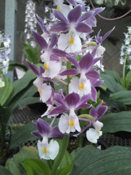 ★★えびね　エビネ　自然種ニオイ「濃紫香№１」小苗★★