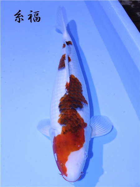 ≡　糸福　≡　秋の池上げ　藍衣　４８ｃｍ　２歳