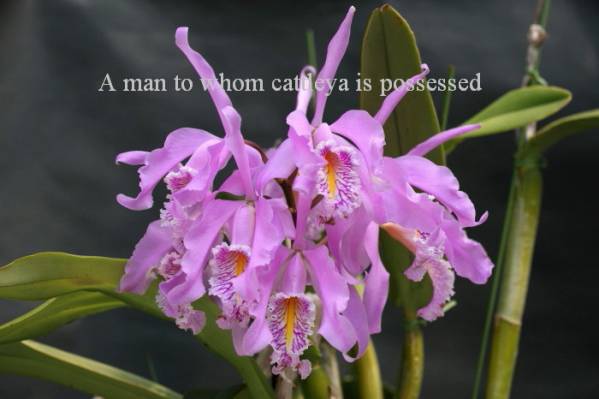 洋蘭　カトレア　原種　C.maxima ‘Melanie’