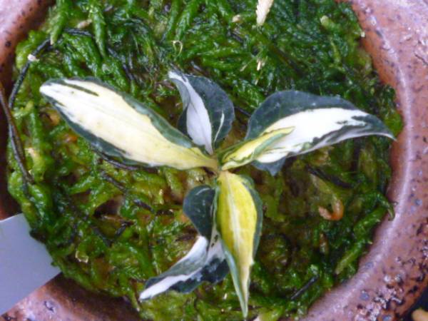 ベニシュスラン　白黄中斑　野生蘭　セッコク　山野草