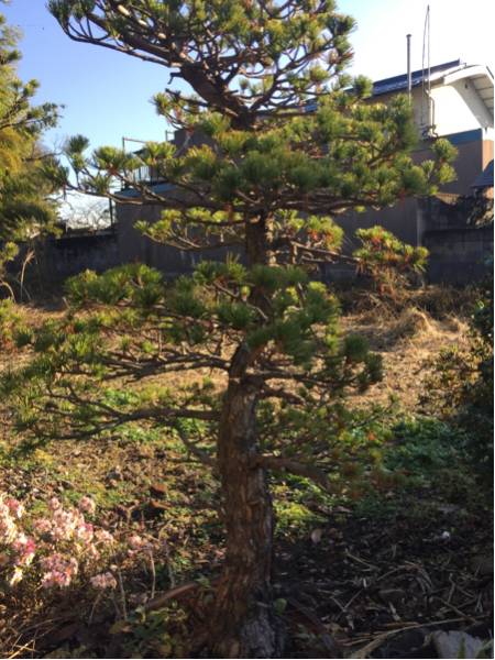 松 :凛とした姿が見事な一品