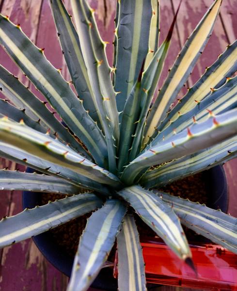 Yahoo!オークション - σ アガベ マクロアカンサ 選抜大株 Agave macro