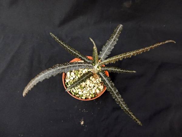 ボスウェリア・エロンガータ Boswellia Elongata 苗 ボスウェリア エロンガータ Boswellia elongata 1