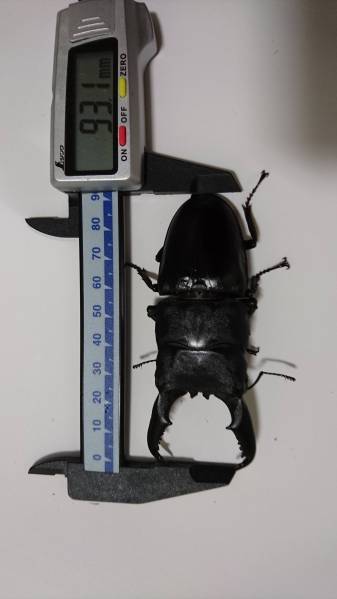 ミンダナオオオヒラタ2♂