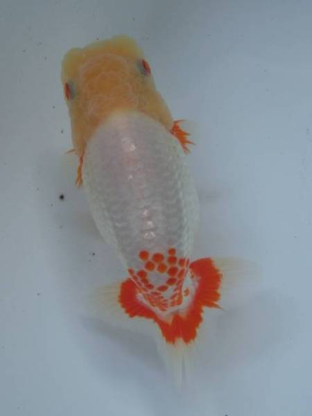 ◆大万らんちゅう◆上種　当歳メス　鹿の子　no.Q