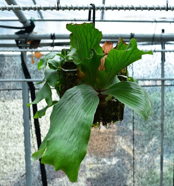 P.tomahawk (P.elephantotis X P.stamaria cv.hawkes)(ビカクシダ