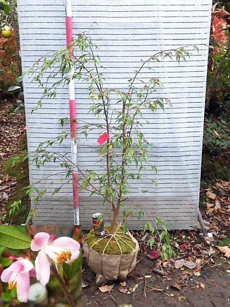  な椿 エリナカスケード115センチ ツバキ(植木、庭木)｜売買されたオークション情報、yahooの商品情報をアーカイブ公開 - オークファン 植木、庭木