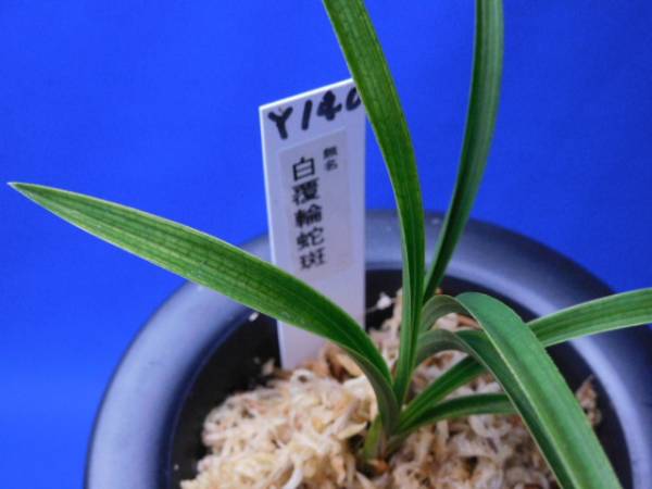 ◆◆◆ 日本春蘭 Y-140　無名 白覆輪蛇斑　◆◆◆ 松永蘭園