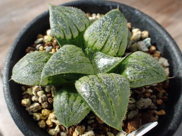 多肉植物 ハオルチア ウイミー交配種 星の砂 サボテン 売買されたオークション情報 Yahooの商品情報をアーカイブ公開 オークファン Aucfan Com