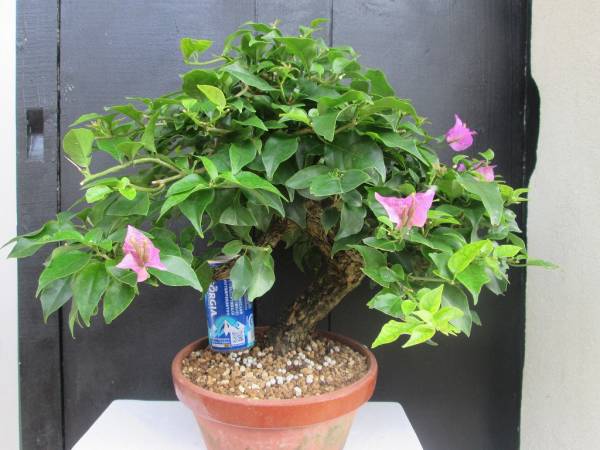 ブーゲンビレア ブーゲンビリア サンデリアナ種 樹高：約32cm