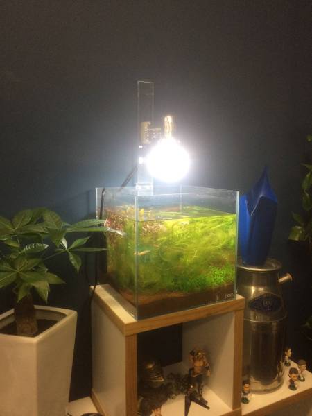 Ada キューブガーデン30cm 照明セット 30cm 売買されたオークション情報 Yahooの商品情報をアーカイブ公開 オークファン Aucfan Com