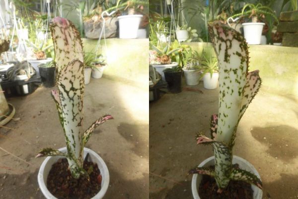 ＫＮ　１円！　ビルベルギア(ツツアナナス属）　‘ブラボー‘