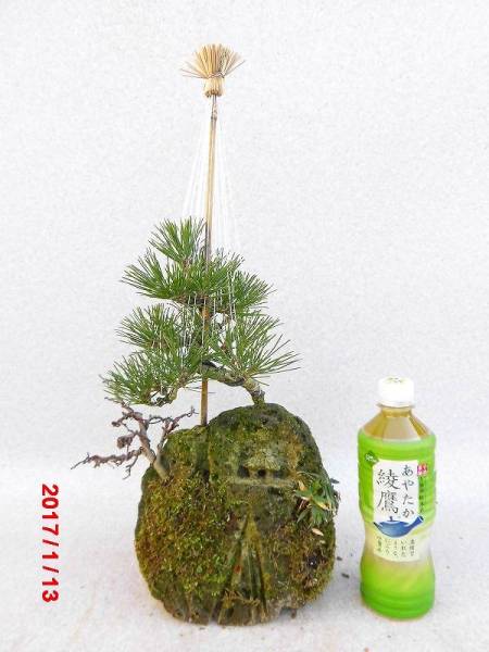 [盆栽マーケット]黒松 仙人の家彫刻入り石付(イ2E511)他同梱不可