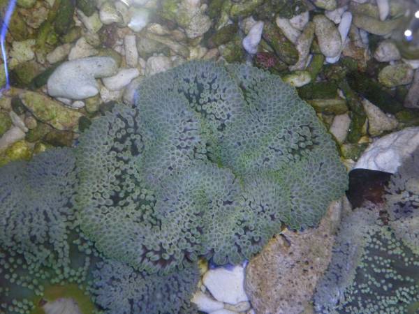 沖縄産ハタゴイソギンチャクモスグリーン系　～１２ｃｍ前後