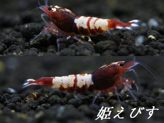 姫えびす　レッドカオス Custom”Ｌ” ３匹（♀２、♂１）