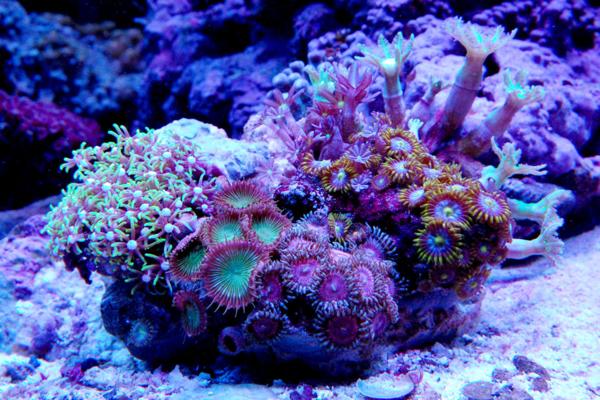 【1円土スタートサンゴ】☆マメスナ4種スターポリプ・ツツウミズタ付き☆