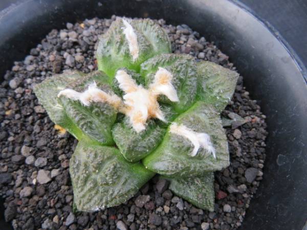 サボテン ＜サボテン・多肉植物＞大疣亀甲牡丹 牡丹」の人気商品一覧