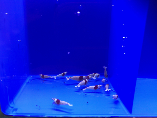 綺麗 レッドビーシュリンプ モスラタイプ10匹＋3匹(保障)